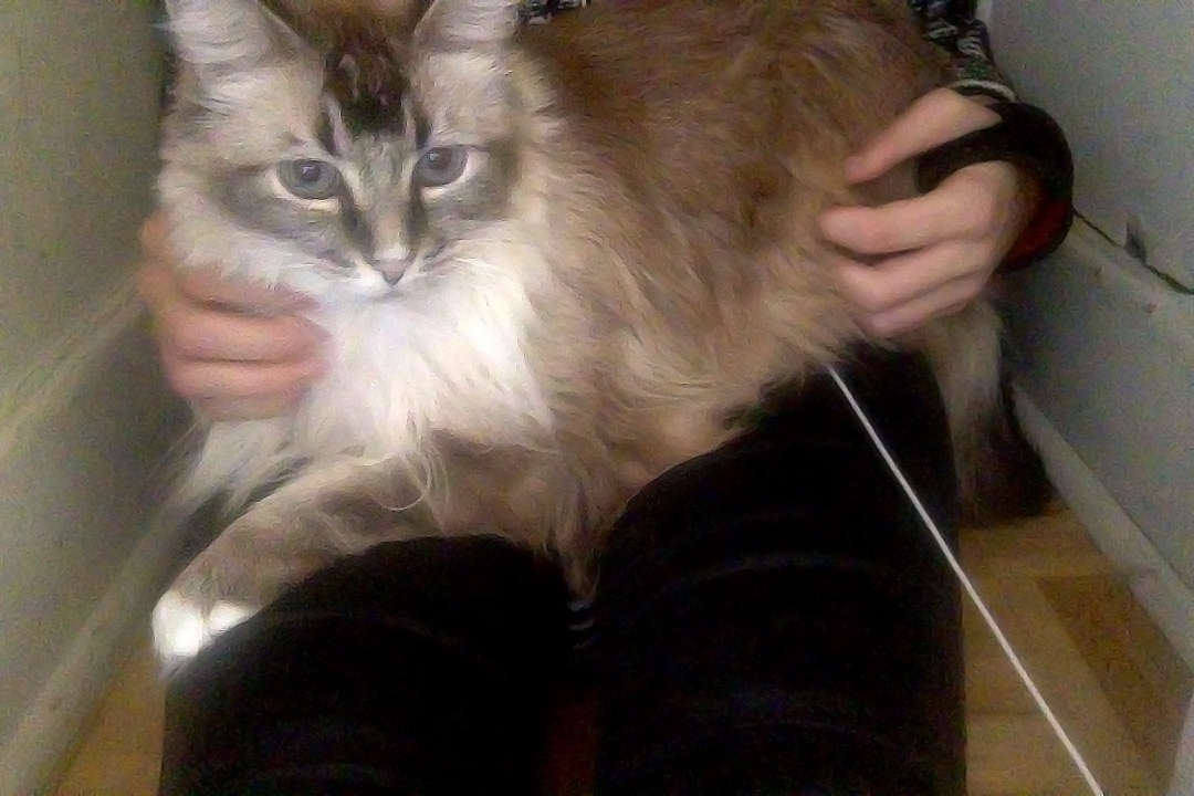 A fluffy Ragdoll-Siamese mix cat sits on a person's lap inside a tiny closet. A white headphone cord can be seen emerging from underneath him.